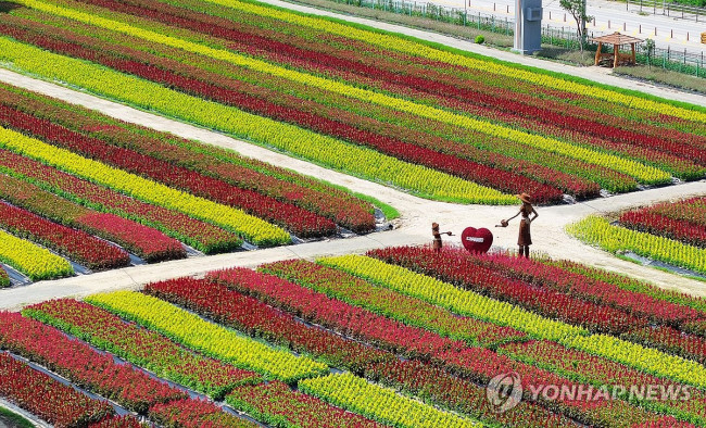 화려한 자태 뽐내는 철원 고석정 꽃밭