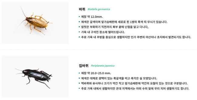 바퀴벌레 종류